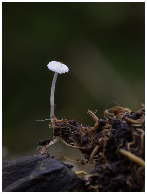 Mycena speirea