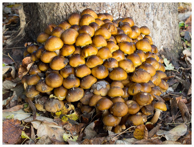 Armillaria mellea