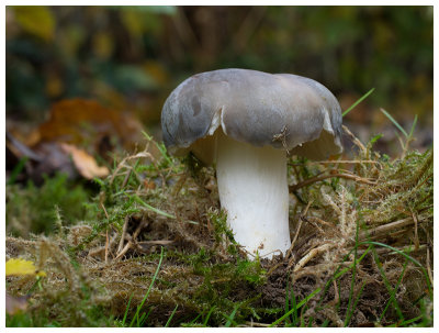 Russula parazurea