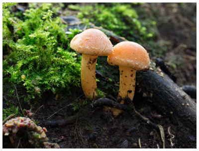 Hypholoma sublateritium