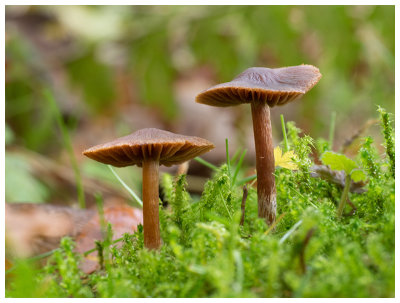 Inocybe spec.