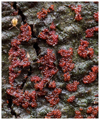 Nectria cinnabarina   