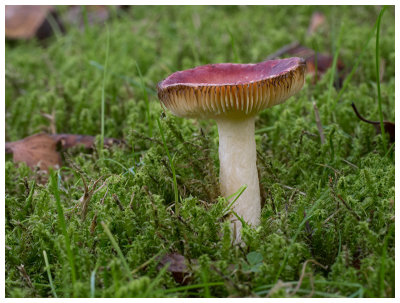 Russula nitida