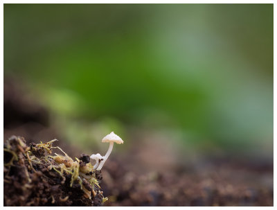 Mycena speirea