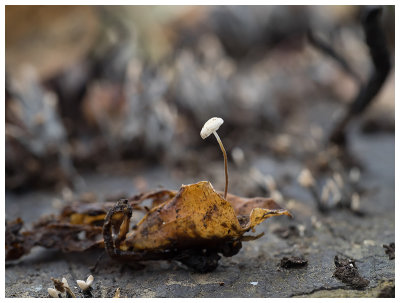 Marasmius epiphyllus