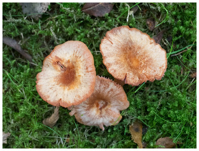 Laccaria laccata