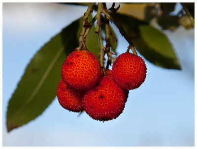 Arbutus unedo