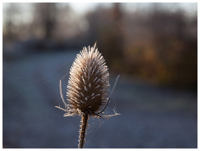 Dipsacus fullonum