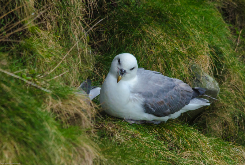 At home with the Fulmars...