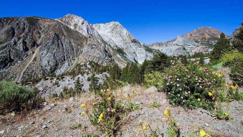 Tioga Pass