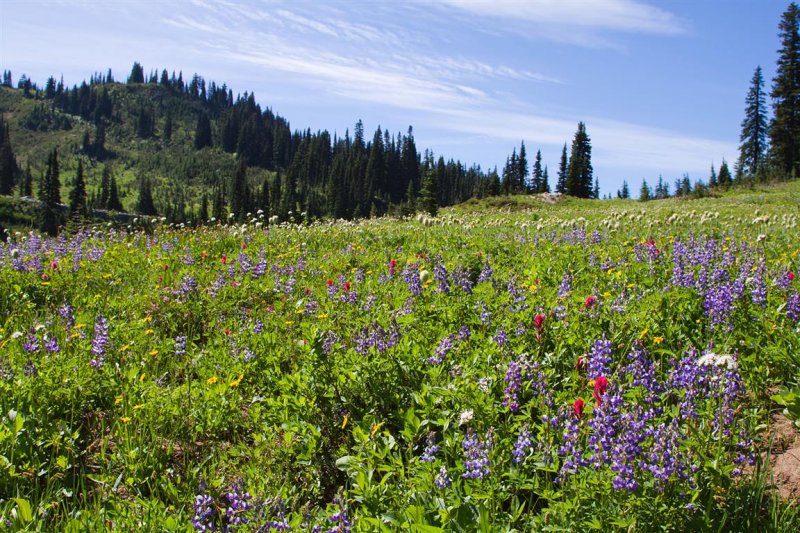 Mt Rainier