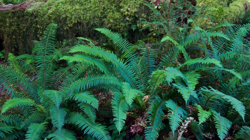 Hoh Rain Forest