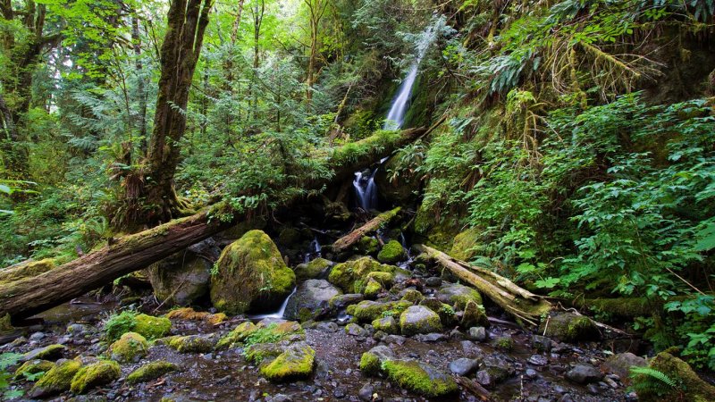 Quinault Rain Forest