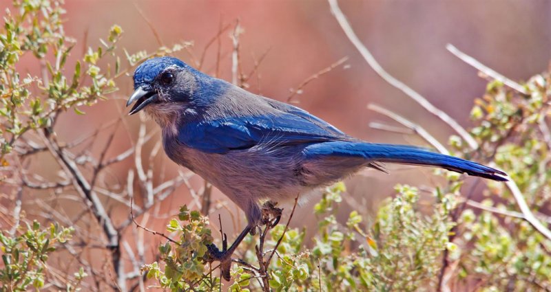Western Scrub Jay