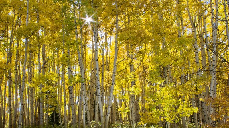 Kebler Pass