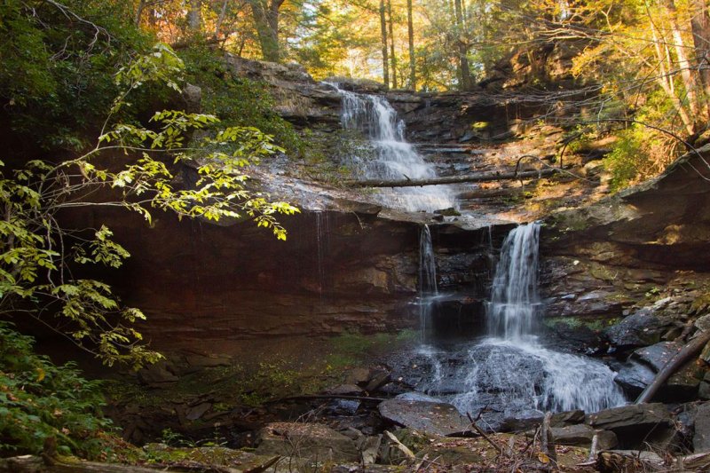 Board Tree Falls