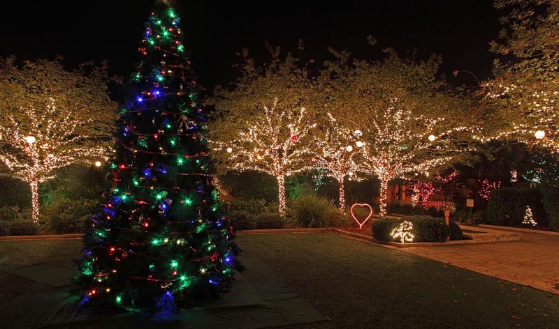 Christmas, Botanical Garden