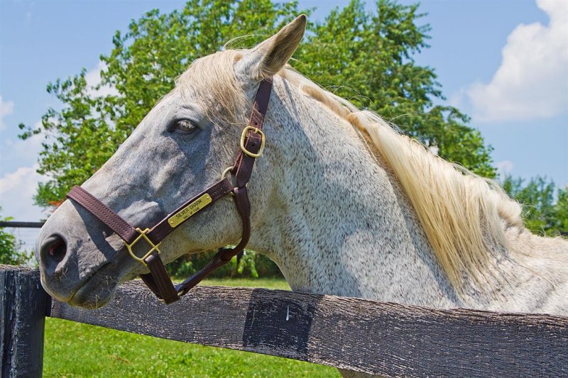 Silver Charm, Old Friends