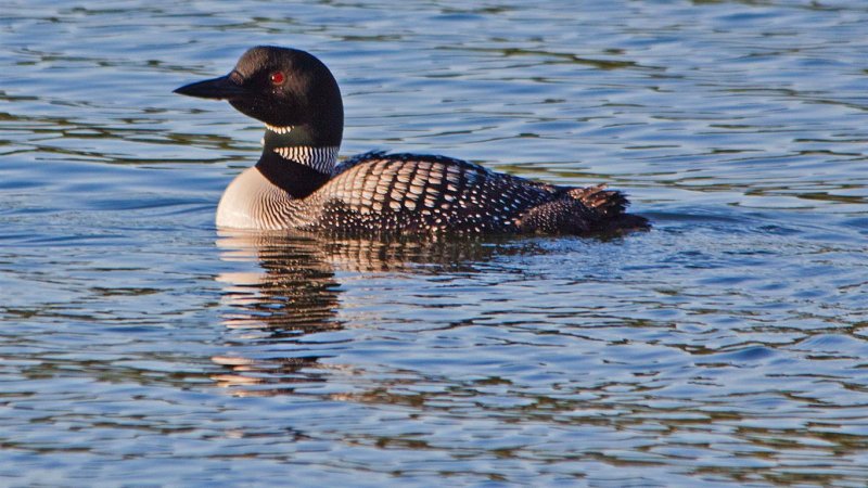 Loon, Balsam Lake