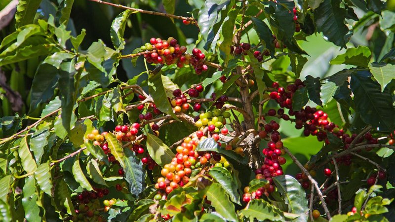 Coffee Cherries