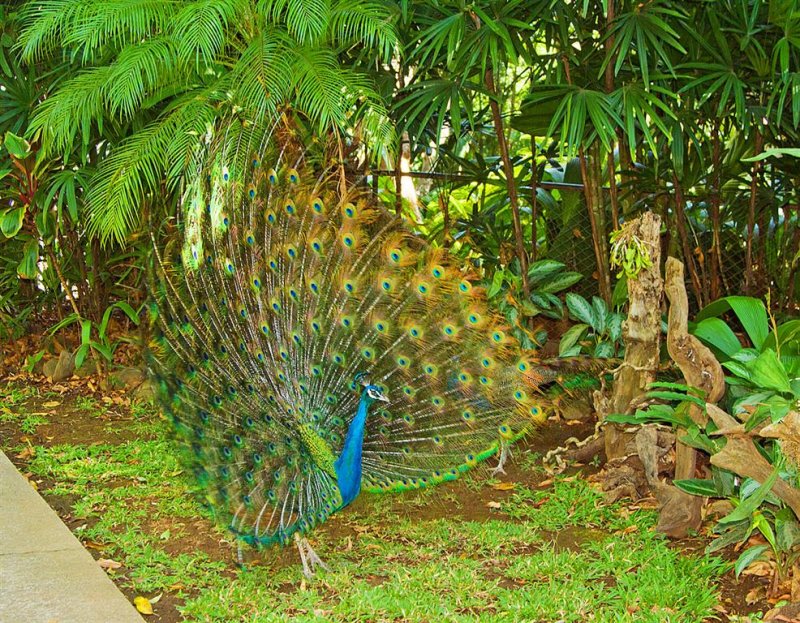 Peacock
