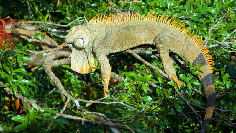 Iguana