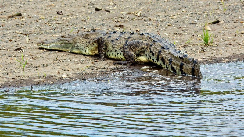 Crocodile