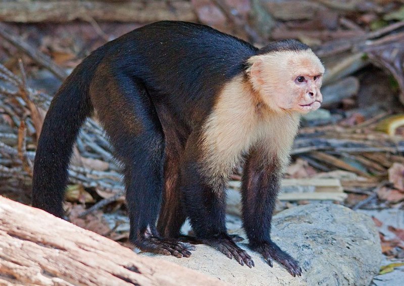 White-faced Monkey