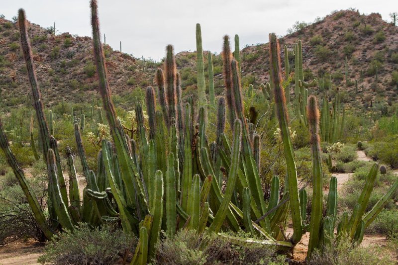  Organ Pipe Cactus N M 