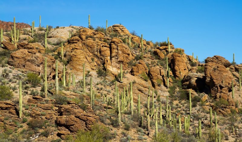  Tucson Mountain Park