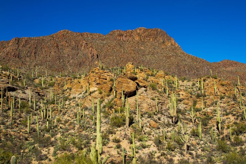  Tucson Mountain Park