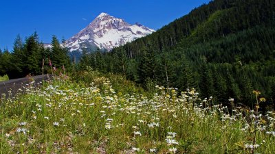 Mt Hood From Lolo Pass