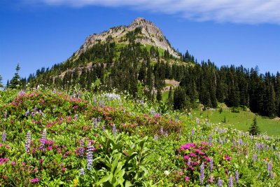 Chinook Pass