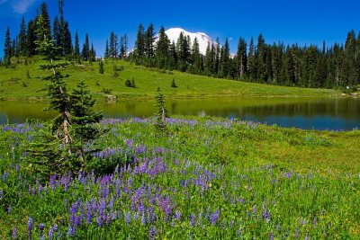 Lake Tipsoo, Chinook Pass