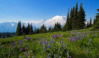 Mt Rainier