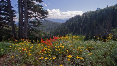 Hurricane Ridge