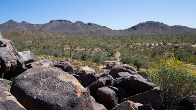  Saguaro N P
