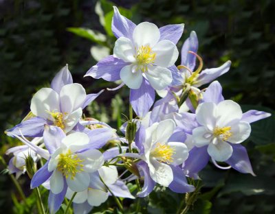 Columbines