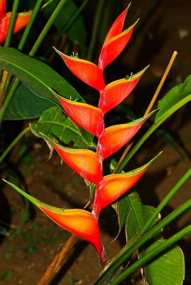 Heliconia