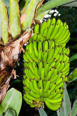 Green Bananas