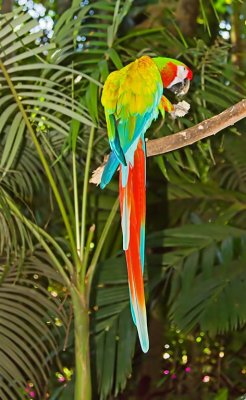 Macaw