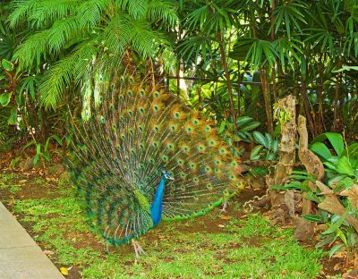 Peacock