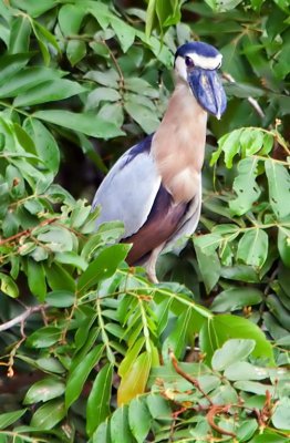 Boat-billed Heron