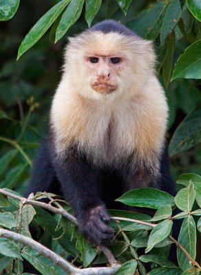 White-faced Monkey