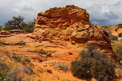 Cottonwood Cove