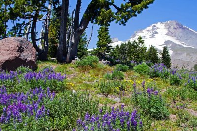 Mt Hood