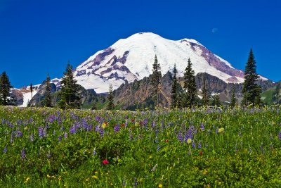 Mt Rainier