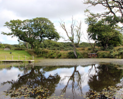 Pond