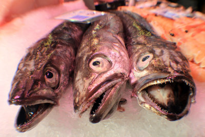 Fish Eyed Fishes