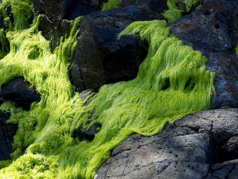 Green cascade